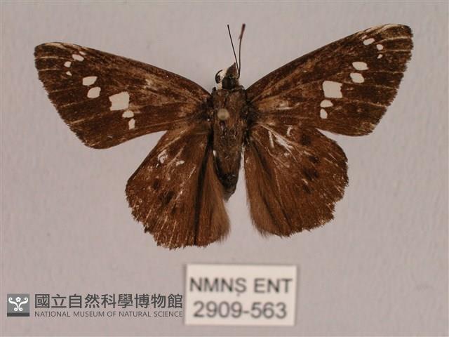 臺灣瑟弄蝶藏品圖，第1張