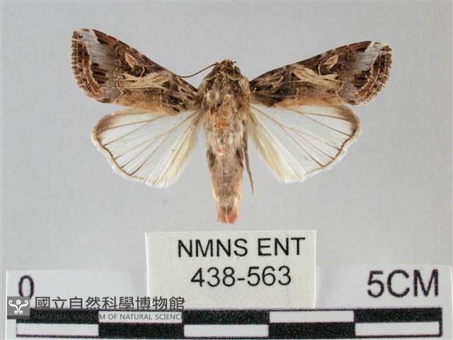 斜紋夜盜蛾藏品圖，第1張