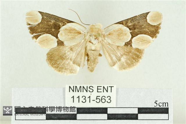 臺灣斑蕊夜蛾藏品圖，第1張