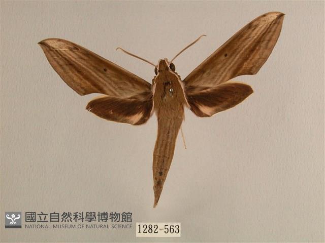 背線天蛾藏品圖，第1張