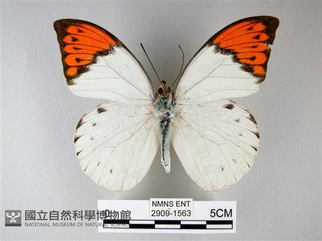 橙端粉蝶、端紅蝶藏品圖，第1張