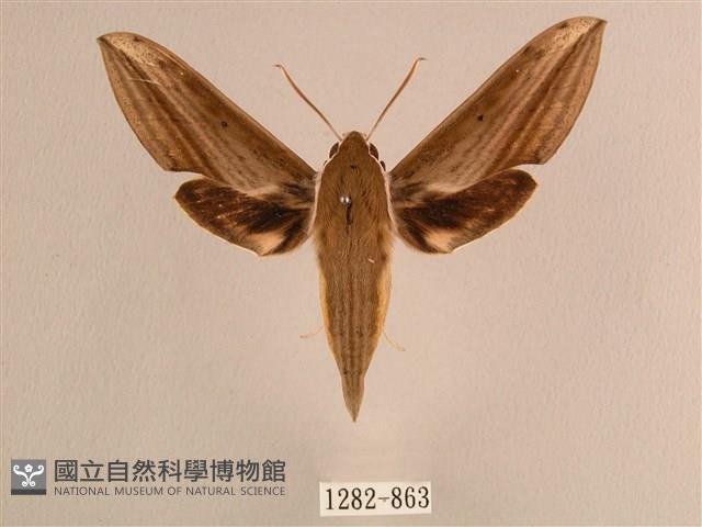 背線天蛾藏品圖，第1張