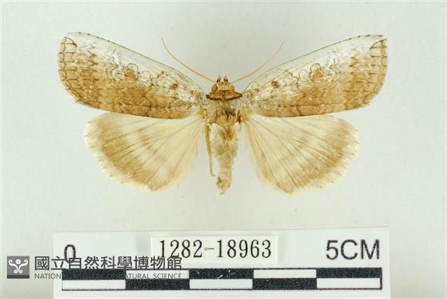 臺洒波紋蛾藏品圖，第1張