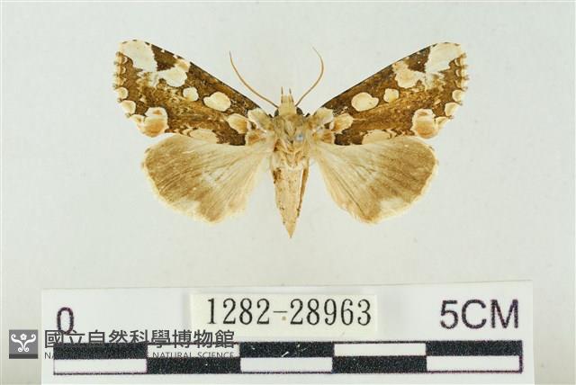 連珠波紋蛾藏品圖，第1張