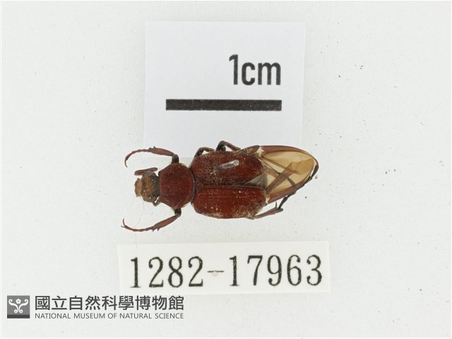 血紅虎斑花金龜藏品圖，第1張