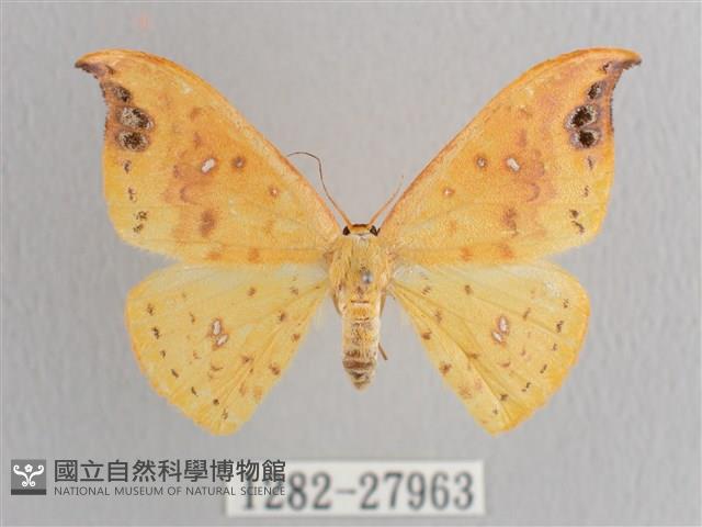 銀斑黃鉤蛾藏品圖，第1張