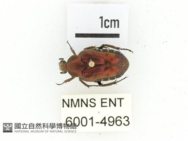 黑斑陷紋金龜藏品圖，第1張