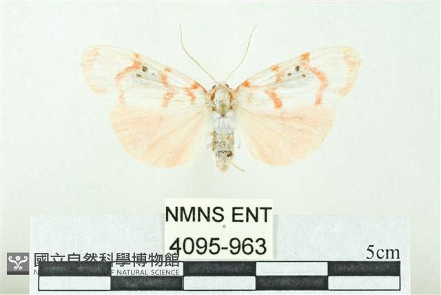 臺雪苔蛾藏品圖，第1張