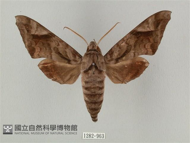 全緣缺角天蛾藏品圖，第1張