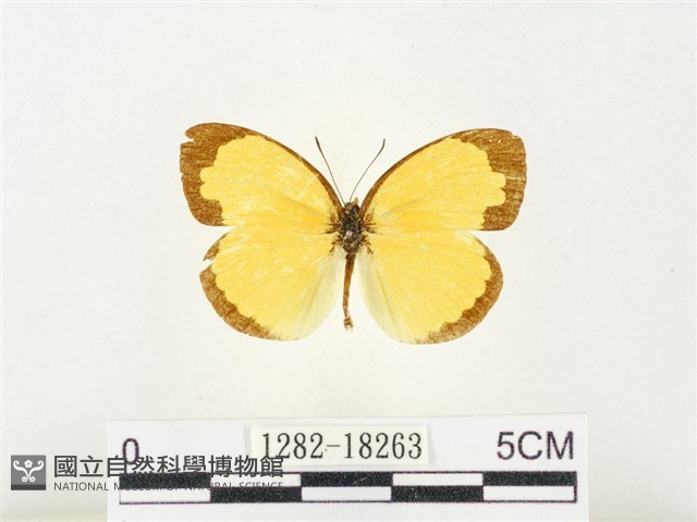 島嶼黃蝶、江崎黃蝶藏品圖，第1張