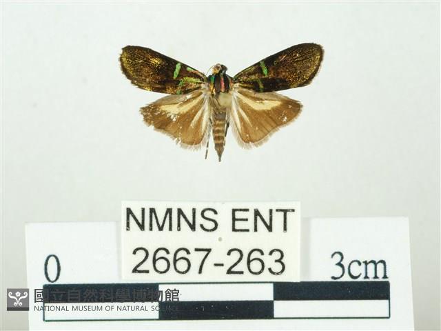 叉紋閃舞蛾藏品圖，第1張