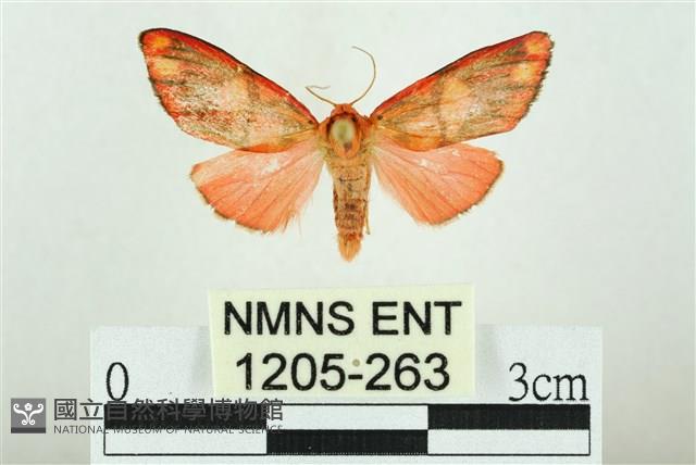 三色豔苔蛾藏品圖，第1張