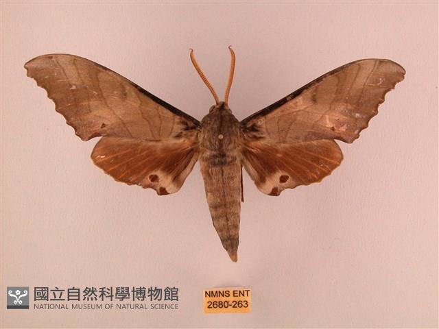 栗六點天蛾藏品圖，第1張