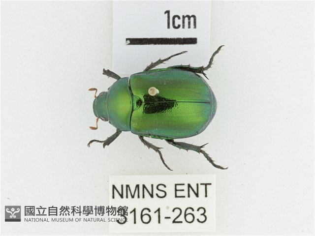 艷金龜藏品圖，第1張