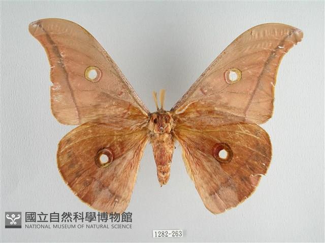 姬透目天蠶蛾藏品圖，第1張