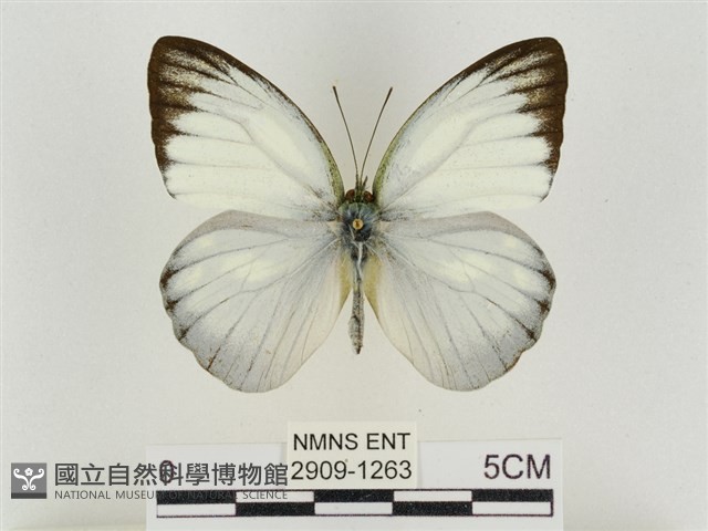 淡褐脈粉蝶藏品圖，第1張