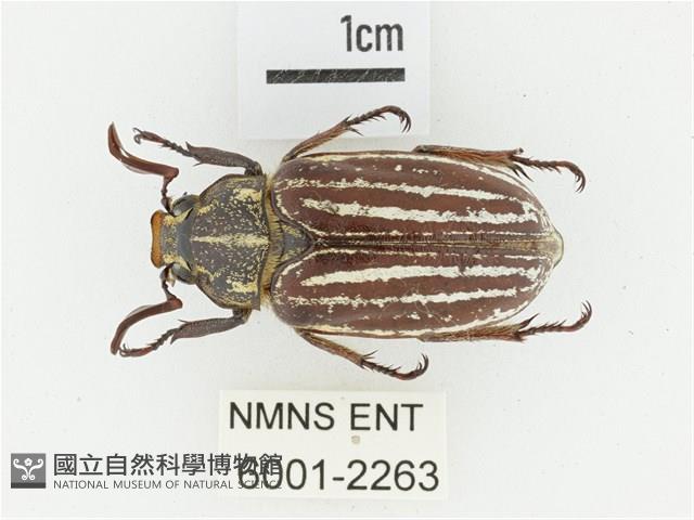 臺灣白條金龜藏品圖，第1張