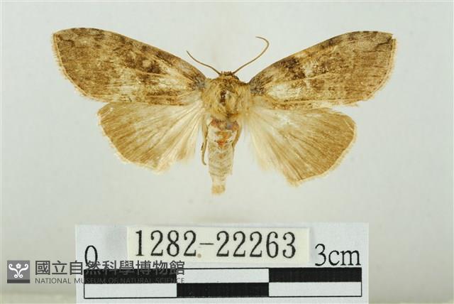 霧社環波紋蛾藏品圖，第1張