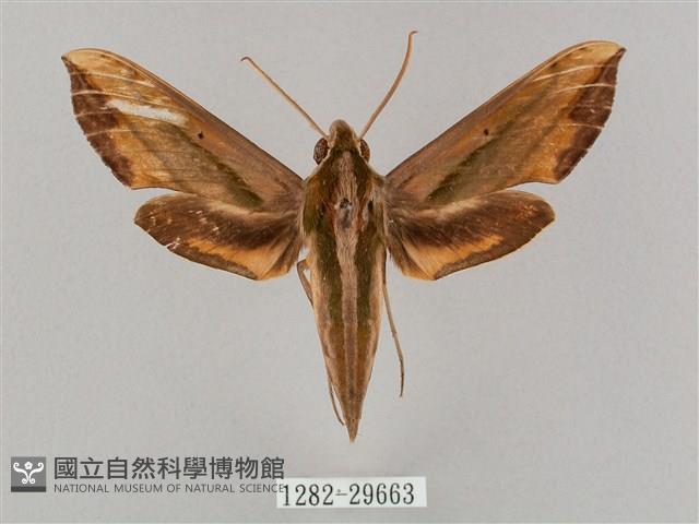 斜綠天蛾藏品圖，第1張