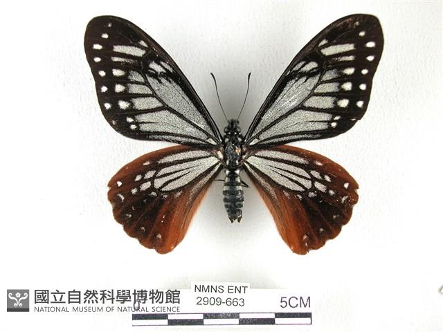 斑鳳蝶藏品圖，第1張