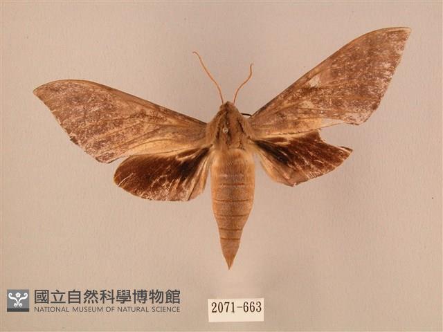 波紋豆天蛾藏品圖，第1張