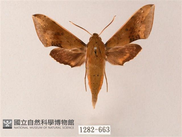 臺灣白肩天蛾藏品圖，第1張