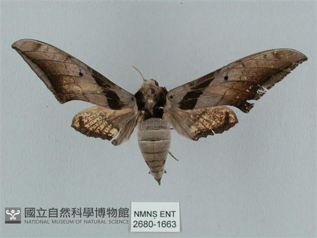 黑帶鷹翅天蛾藏品圖，第1張