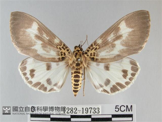 扭擬燈蛾藏品圖，第1張