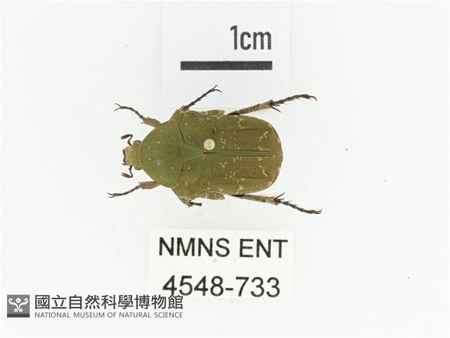 銅點花金龜藏品圖，第1張