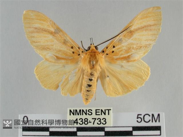 橙擬燈蛾藏品圖，第1張