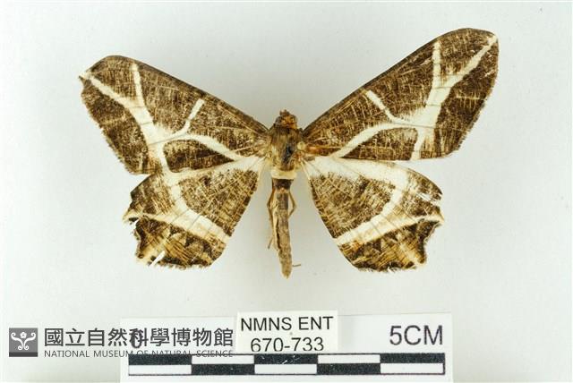 樹形尺蛾藏品圖，第1張