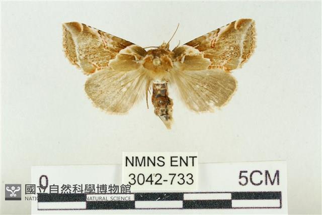 寬帶波紋蛾藏品圖，第1張