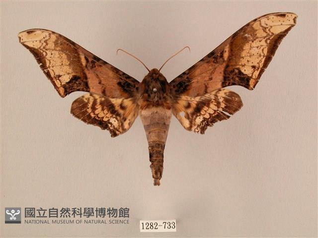 臀角斑天蛾藏品圖，第1張