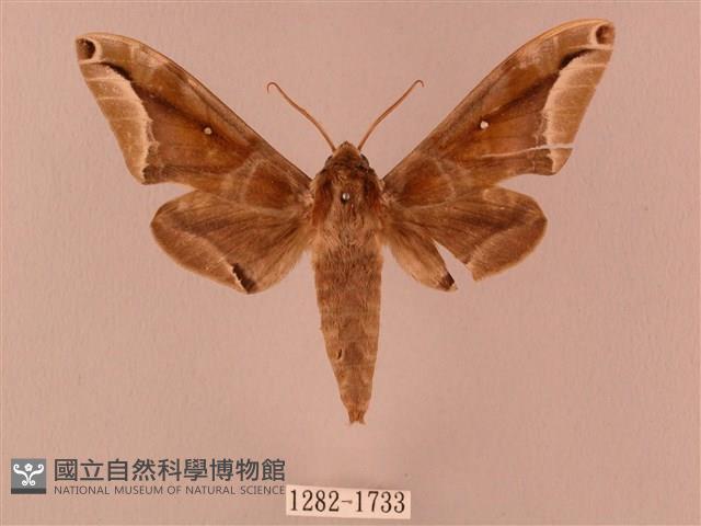 白點天蛾 藏品圖，第1張