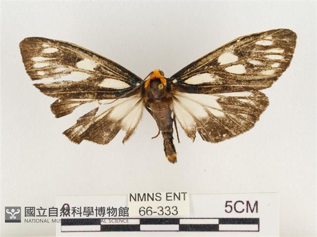 巨網燈蛾藏品圖，第1張