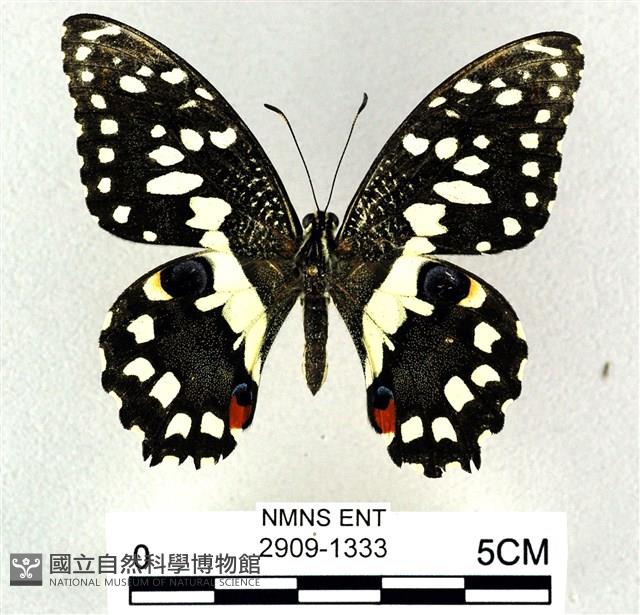 花鳳蝶、無尾鳳蝶藏品圖，第1張