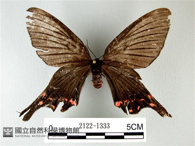 榆鳳蛾藏品圖，第1張