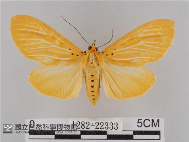 橙擬燈蛾藏品圖，第1張