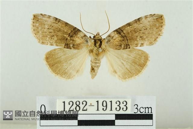 藹環波紋蛾藏品圖，第1張