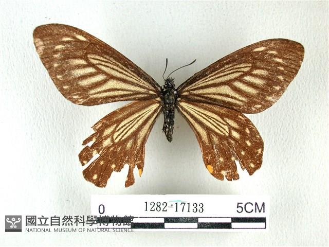 黃星斑鳳蝶藏品圖，第1張