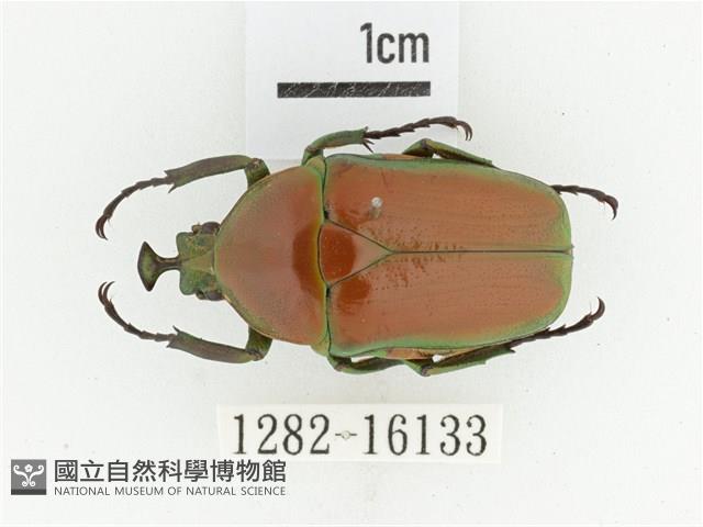 臺灣扇角金龜藏品圖，第1張