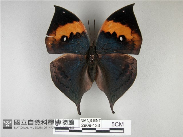 枯葉蝶藏品圖，第1張