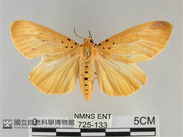 橙擬燈蛾藏品圖，第1張