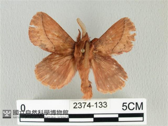 褐斜帶枯葉蛾藏品圖，第1張