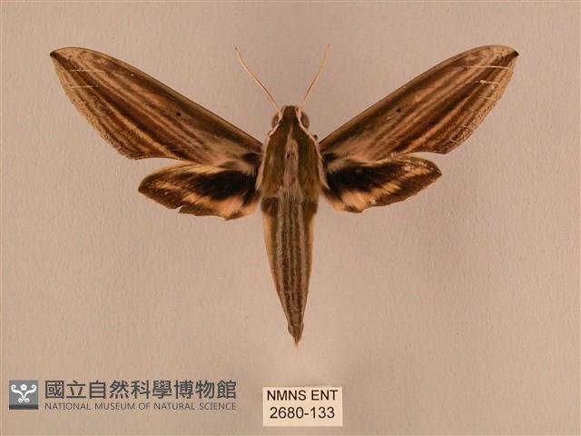 棕綠背線天蛾藏品圖，第1張