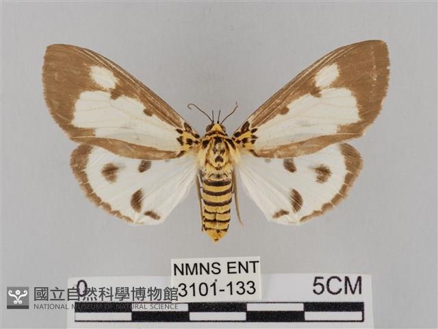長斑擬燈蛾藏品圖，第1張