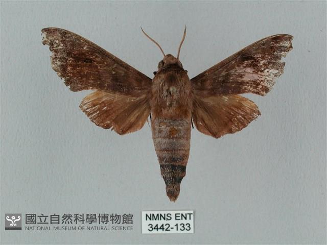 姬缺角天蛾藏品圖，第1張