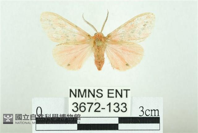 三條橙燈蛾藏品圖，第1張