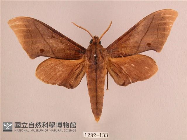 直翅六點天蛾藏品圖，第1張