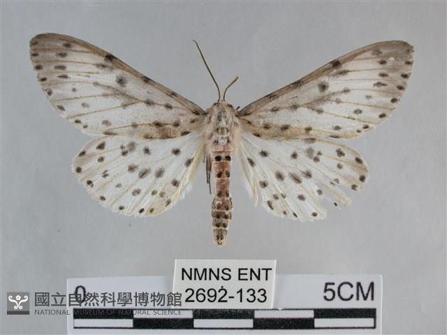 大胡麻斑星尺蛾藏品圖，第1張